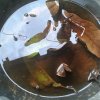 ඩෙංගු වැඩසටහන් 2019 සිට